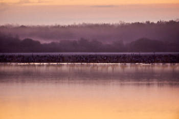 Grues cendrÈes<br>NIKON D700, 500 mm, 2500 ISO,  1/30 sec,  f : 5 